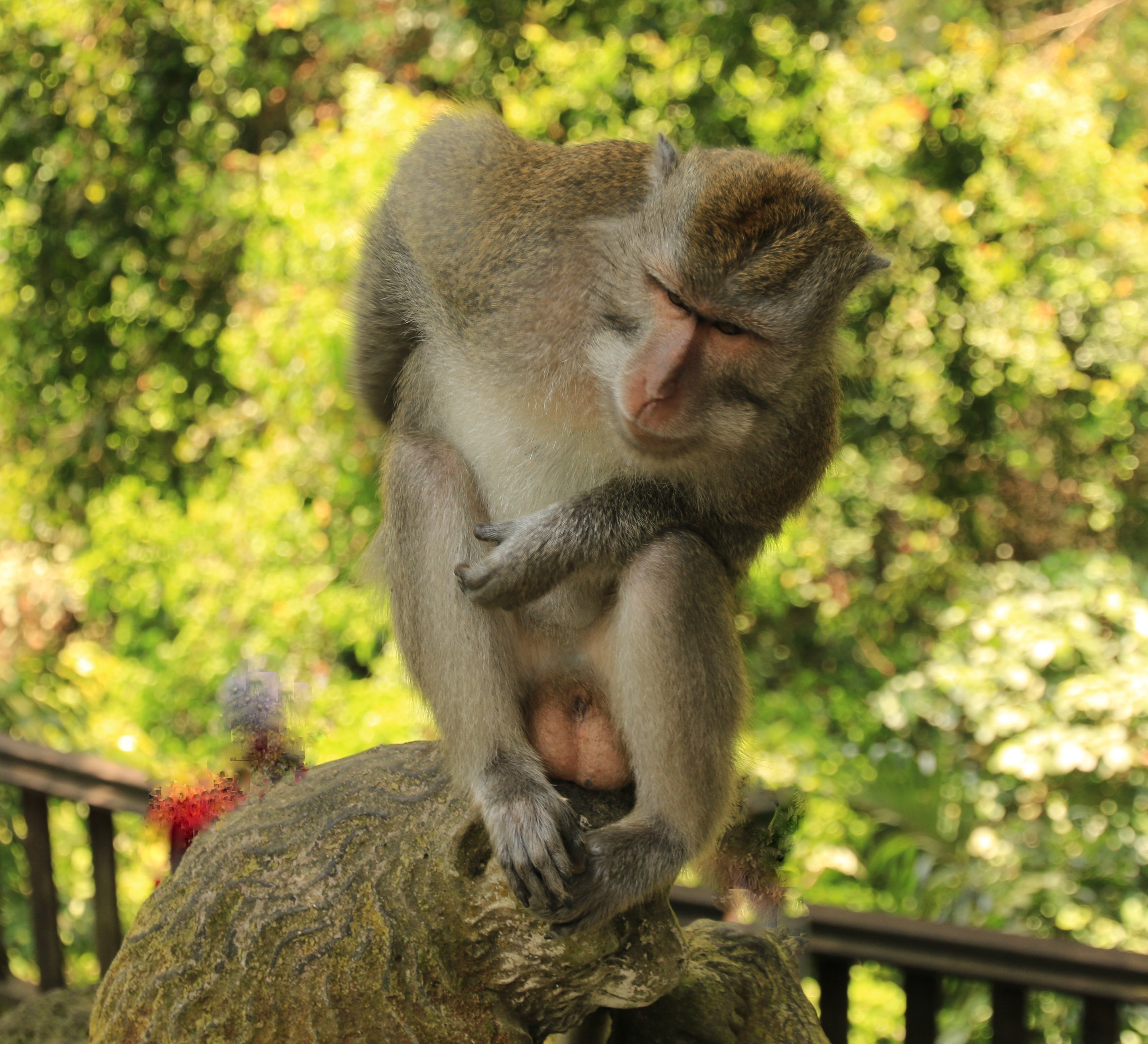 Ubud monkeys